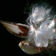 Image for article titled Could Humble Milkweed Replace Down Feathers In Your Outdoor Gear?
